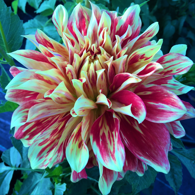 Dahlia Explosion